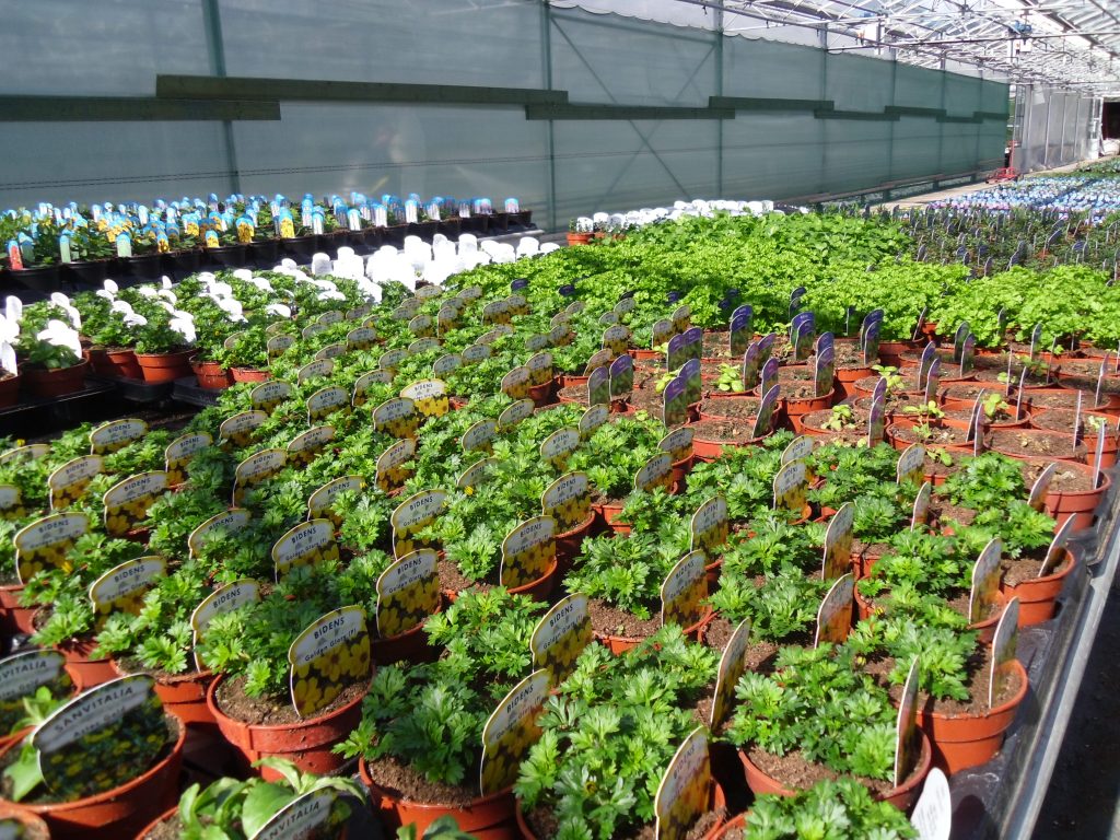 Nursery Morris's of Usk