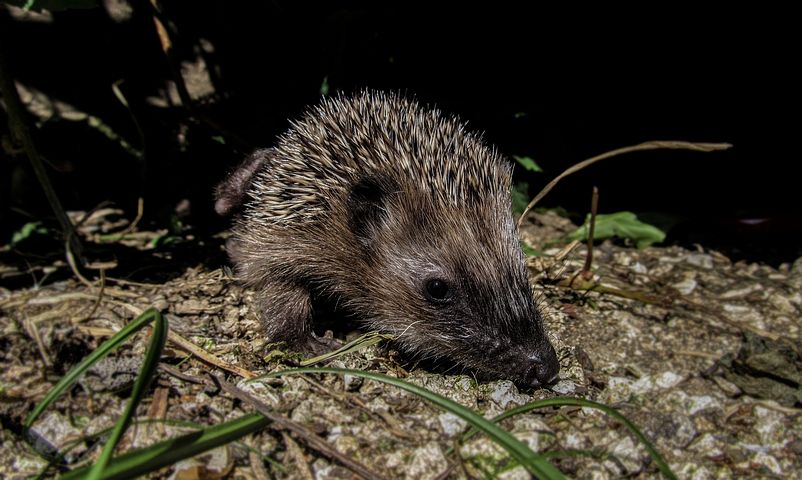 hedgehog-992798__480