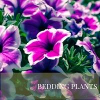 Block Bedding Plants page