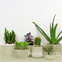 Block House Plants page