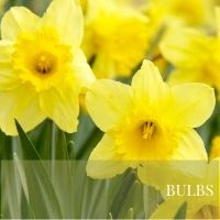 Bulbs Block Plants page