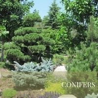 Conifers Block Plants page