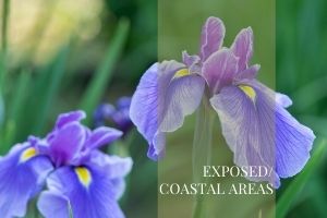 Exposed Coastal areas