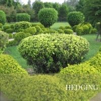HEDGING Block Plants page