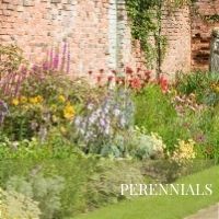 Perennials Block Plants page