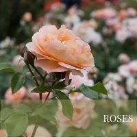 Roses Block Plants page