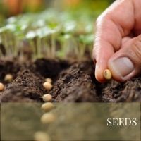 SEEDS Block Plants page