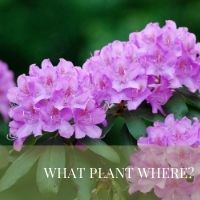 What Plant Where Block Plants page